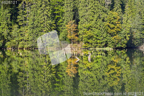 Image of Mirroring evergreen forest