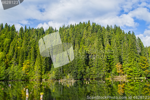 Image of Mirroring green forest