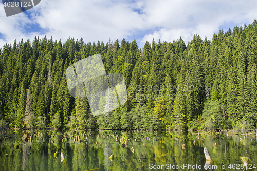 Image of Green forest mirroring on lake surface