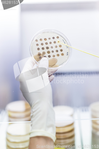 Image of Female scientist working with laminar flow at corona virus vaccine development laboratory research facility.