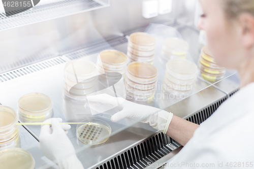 Image of Female scientist working with laminar flow at corona virus vaccine development laboratory research facility.