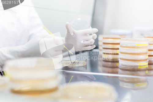 Image of Female scientist working with laminar flow at corona virus vaccine development laboratory research facility.