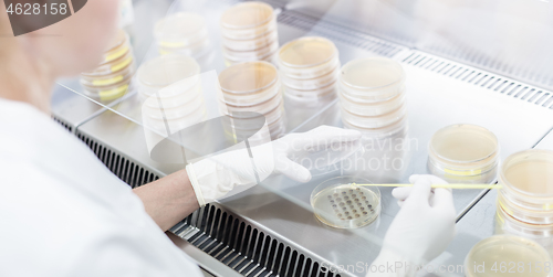 Image of Female scientist working with laminar flow at corona virus vaccine development laboratory research facility.