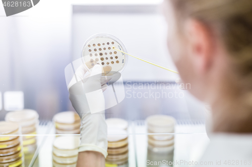 Image of Female scientist working with laminar flow at corona virus vaccine development laboratory research facility.