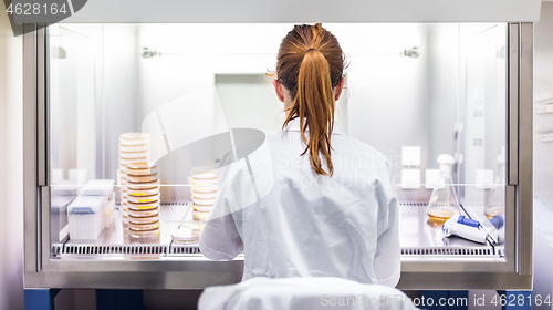 Image of Female scientist working with laminar flow at corona virus vaccine development laboratory research facility.