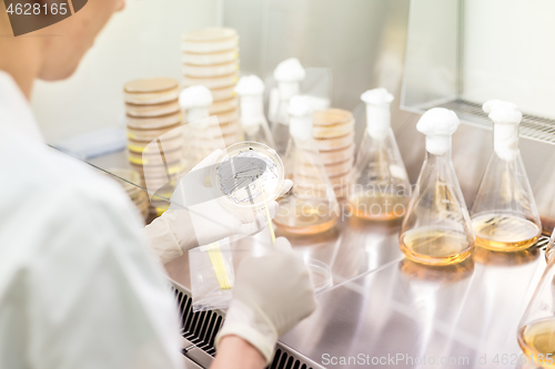 Image of Female scientist working with laminar flow at corona virus vaccine development laboratory research facility.