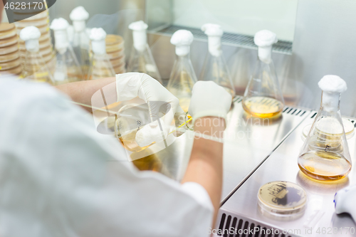 Image of Female scientist working with laminar flow at corona virus vaccine development laboratory research facility.