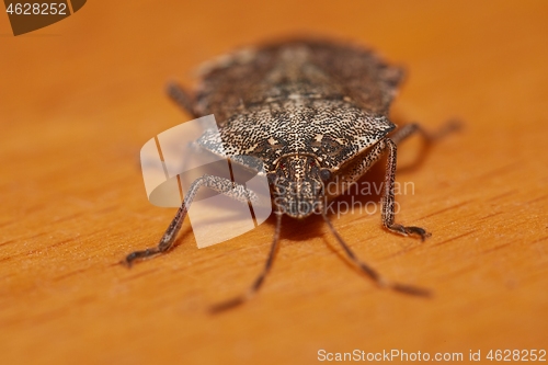 Image of Stink bug closeup