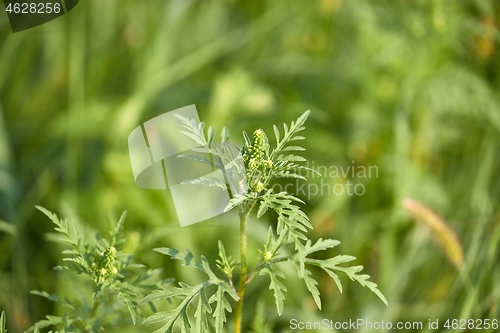 Image of Ragweed closeup, common allergy plant