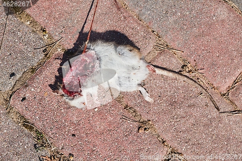 Image of Dead mouse open fleshy wound