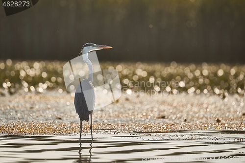 Image of Gray heron standing in water