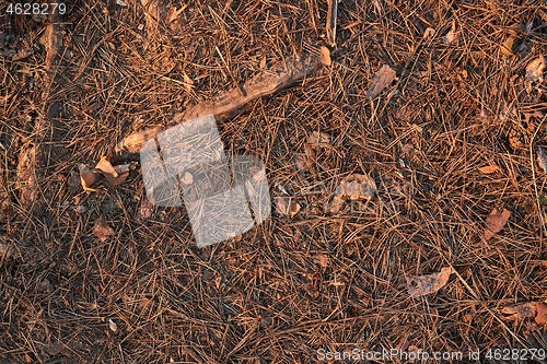 Image of Acorn on the ground