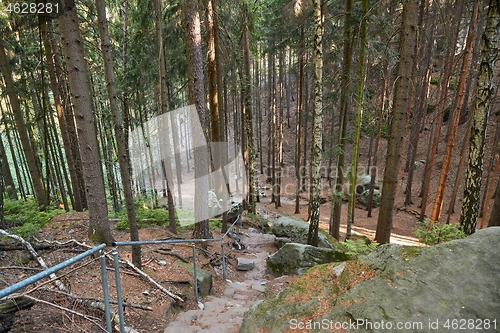 Image of Forest hiking path