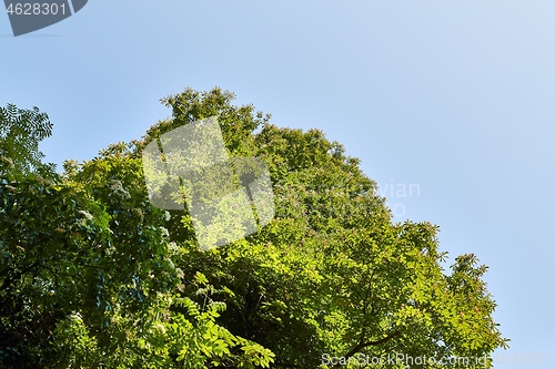 Image of Summer Green Tree Leaves Top