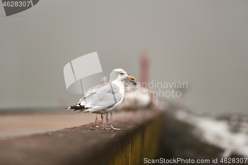 Image of Seagulls on a pier