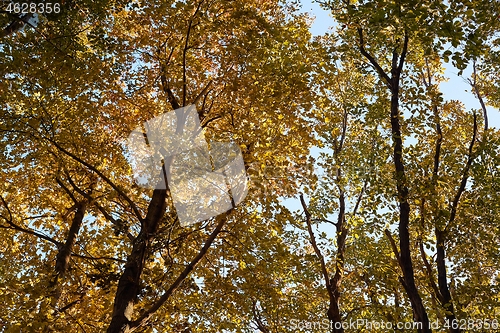 Image of Autumn forest colors