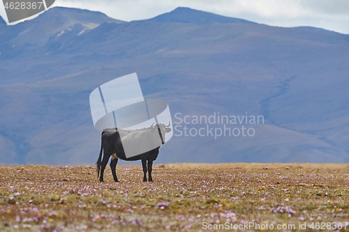 Image of Bull standing on a field