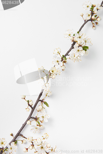 Image of Diagonal festive composition from blooming cherry twig on a white background.