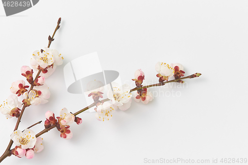 Image of Corner composition with fresh natural apricot twig on a white background.