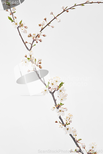 Image of Blooming cherry branch with small flowers on a light grey background.