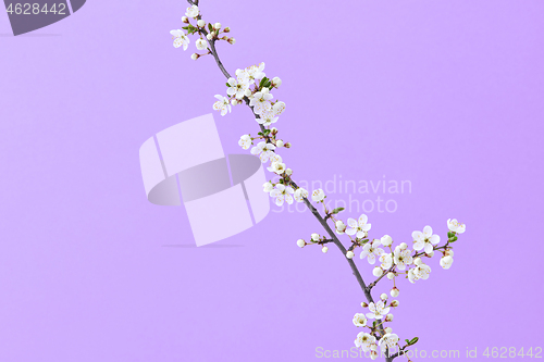 Image of Cherry natural fresh branch in blossom on a purple background.