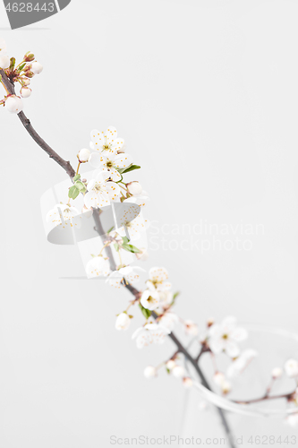 Image of Cherry branch in blossom with small flowers on a light grey background.