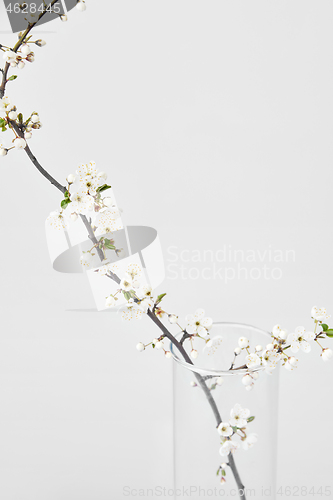 Image of Glass vase with blooming spring branch of tender cherry on a light grey background.