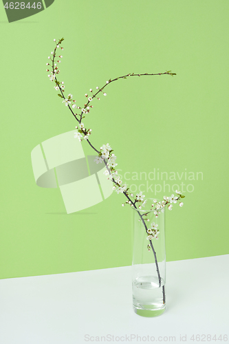 Image of Festive card from glass with blooming cherry twig in a water.