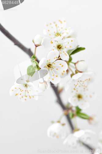 Image of Close up cherry twig with flowers on a light gray background.