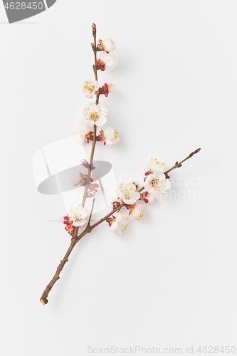 Image of Greeting card from fresh branch of apricot tree on a white background.