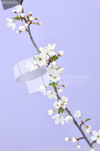 Image of Spring branch of blooming cherry flowers on a light purple background.