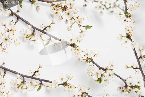 Image of Greeting frame from fresh natural twigs of blooming cherry on a white.