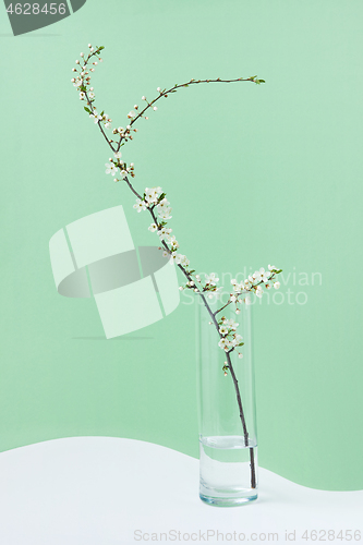Image of Glass of water with blooming fresh cherry branch on a duotone background.
