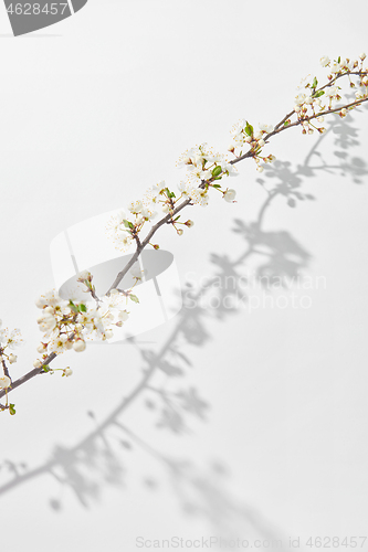 Image of Greeting card with fresh branch of cherry tree with shadows on white.