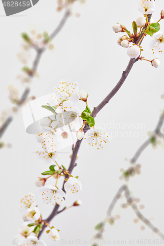 Image of Congratulation background with spring blooming cherry branches.