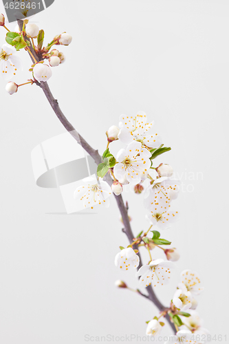 Image of Close-up spring cherry twig in blossom against light grey background.