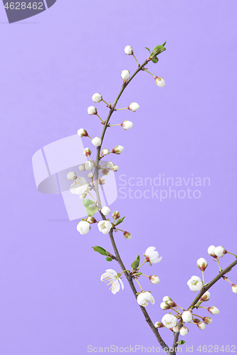 Image of Spring cherry twig with small flowers on a light purple background.