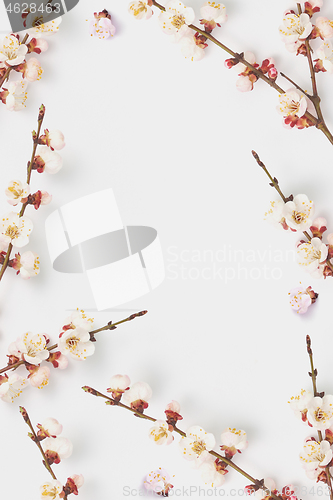 Image of Festive frame from fresh natural twigs of blooming apricot on a white.