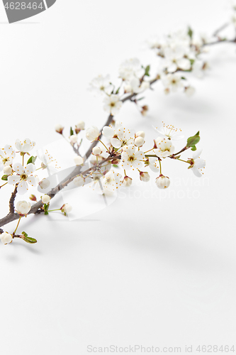 Image of Festive card with fresh natural cherry twig on a white background.