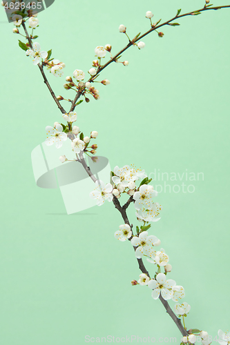 Image of Blooming tender cherry twig against pastel green background.