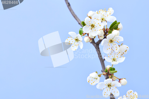 Image of Close up cherry twig with flowers on a light lavender background.