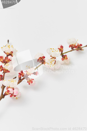 Image of Greeting card from fresh twig of apricot tree on a white background.