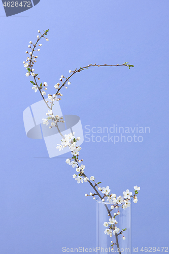 Image of Glass vase with cherry branch with small flowers on a lilac background.