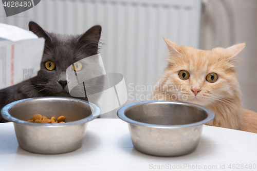 Image of hungry cats sit near their bowls and wait for food