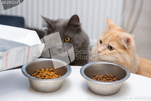 Image of Two cats look with impatience as poured into bowls of food