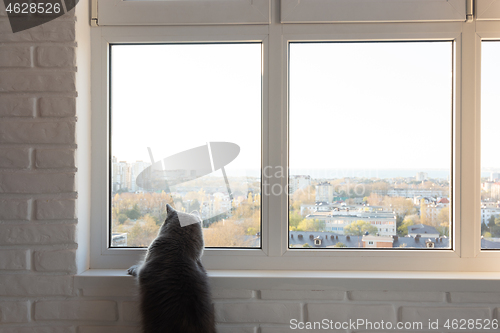 Image of The big gray cat looks with interest in the window outside