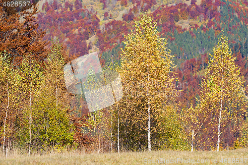Image of Golden birch tree with autumn background