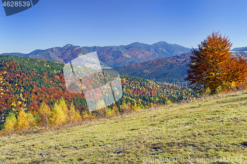 Image of Colorful tree foliage on the hill