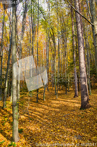 Image of Autumn forest scene