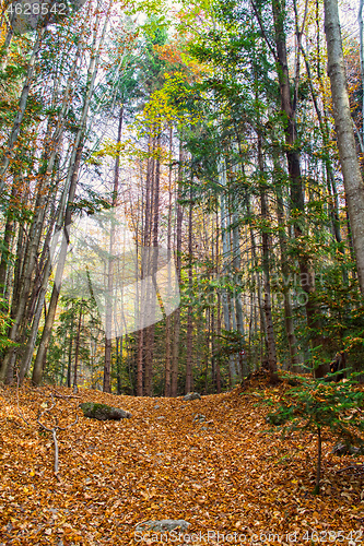 Image of Beautiful forest path with autumn leaves